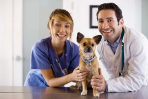Veterinaria